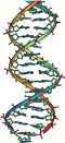 picture of a double helix DNA strand