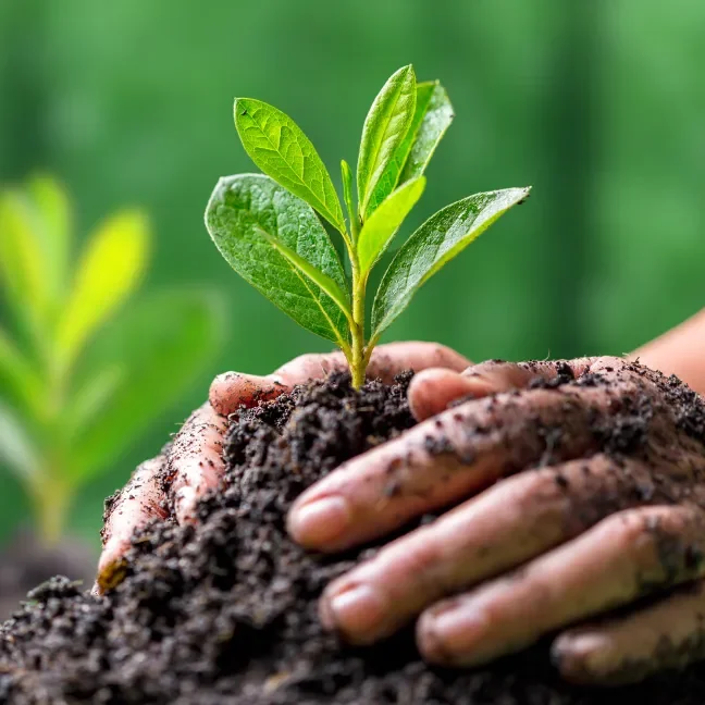 Hands in the dirt planting a green plant